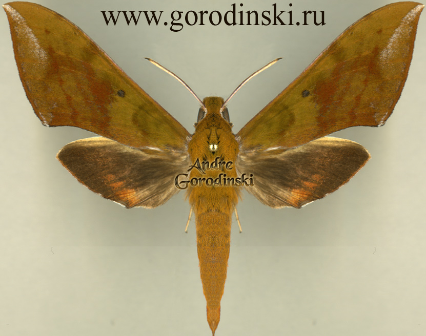 http://www.gorodinski.ru/sphingidae/Rhagastis olivacea.jpg